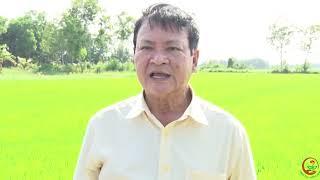 Quy trình bón phân cho một vụ lúa