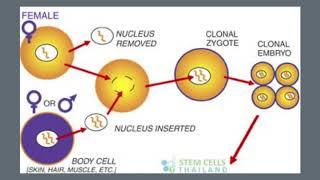 Somatic Cell Nuclear Transfer Presentation