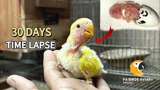 LOVEBIRD GROWTH STAGES | First 30 Days of Babies Time lapse