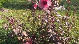 My False Roselle ( Hibiscus Acetosella) are in blooms!