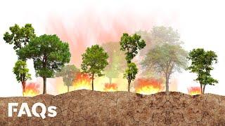 How controlled fires have helped prevent mega-fires for centuries | Just The FAQs