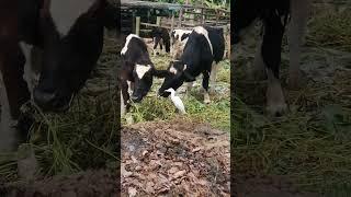 Cattle egret and cattle grazing. It exhibits an example of commensalism.