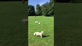 Skippy playing in park with doppelgänger 11Aug 2017