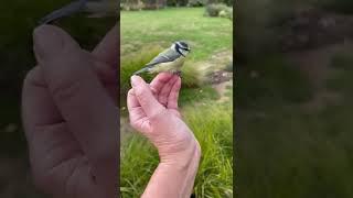 Holding a Blue Tit bird