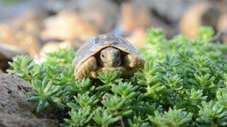 Unboxing Baby Egyptian Tortoise!