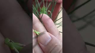 Japanese Black Pine Development - Summer Bud Selection