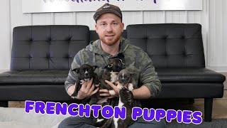 Available Frenchton Puppies