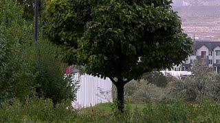 Lehi City removing hundreds of trees in multiple neighborhoods