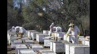 Технологии промышленного пчеловодства Александр Хоменко