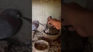 PIGEON LAYING EGG || LAYOUT EGGS