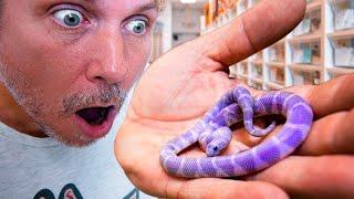 PURPLE SNAKES ARE REAL!! WE JUST HATCHED SOME!! | BRIAN BARCZYK