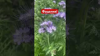 Фацелия! Вся правда, как о медоносе!!!