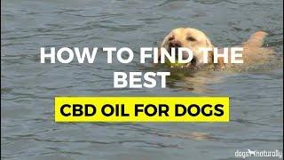 Best CBD Oil For Dogs