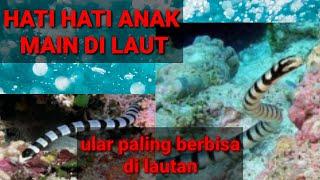 hati hati saat berenang di laut jangan sampe kena gigit