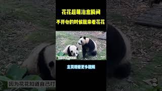 花花能成为顶流美熊不是没道理的，一举一动萌化人的心#panda#稻香#shorts