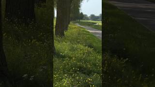 This Dutch beautiful bike path is a magical road through the trees