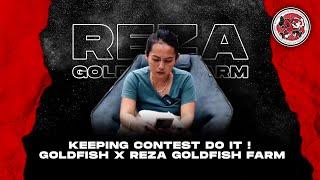 KEEPING CONTEST DO IT ! GOLDFISH X REZA GOLDFISH FARM