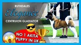 Ruthdales Elegance Centurion Gladiator | No 1 Akita Puppy in UK