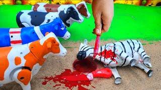 FESTIVAL‼️BAQRAEID WADIDAU PROSES POTONG SAPI SIMOLASI QURBANI IDULIDHA COW CARTOON @toystory7209