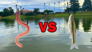 WORMS VS MINNOWS - What Bait Catches More Fish?