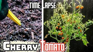 Growing Cherry Tomato Time Lapse - Seed to Fruits in 82 Days