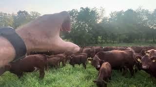 Greg shares a few tips on achieving excellent animal performance on grass.