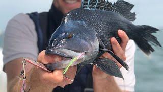 Seabass Fishing Cape Cod | Hogy Jig-Biki Teaser Rig