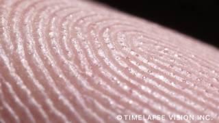 fingerprints and sweat glands　- 指紋と汗腺 -