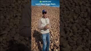Learn about the Sugar Beet! Video created by @ShayFarmKid #sugar #planting #fruit #gardeningtips