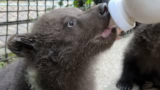 Медвежата зовут Татьяну Ивановну и жадно едят из бутылок!