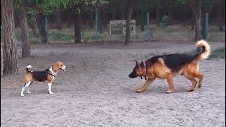 Playground for dogs. Handsome Ryde, little beagle Nora and Rada.