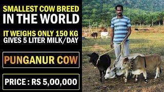 Worlds SHORTEST Cow Breed | Price: 5,00,000₹..! PUNGANUR COW BREED | Smallest Cattle Breed in world