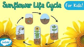 The Life Cycle of a Sunflower | Sunflower Life Cycle | Science for kids!