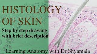 Histology of Skin. Step by step guide with brief description