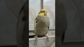 Fluffy Cockatiel 