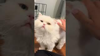 adorable princess wispy #rescue #artist #kitten #wispy