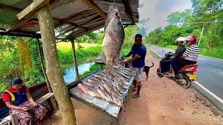 Nice! Green Village's LARGEST Street Freshwater Fish Market Revealed