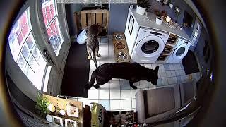 Cat drags her bed into the laundry room to be with her puppies!