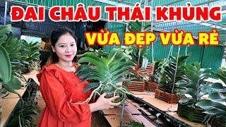 Đai Châu Thái Khủng Vừa Đẹp Vừa Rẻ | Hoa Lan Market - Vườn Lan Bá Ninh