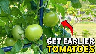How To Harvest Tomatoes 1 Month Early Without Fail