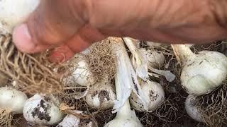 Elephant garlic 101 Sow, Grow and Cook