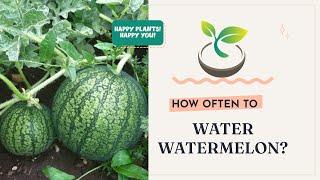  Gardening 101: How Often to Water Watermelon for Perfect Harvest