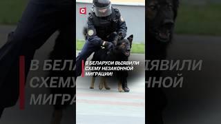 В Беларуси выявили схему незаконной миграции! #беларусь #мигранты #мвд #преступления #новости