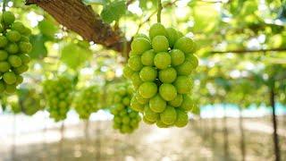 Beautiful Japanese seedless grapes on the Vine in the Vineyard