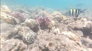 diving красное море sharm El Sheikh Novotel palm #diving #дайвинг