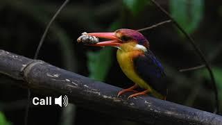 Oriental dwarf kingfisher / ODKF (Ceyx erithaca) in habitat and its call.