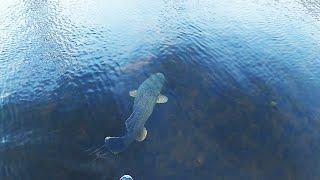 Glenlyon Dam | Swimbaiting for Murray Cod