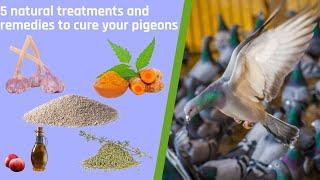 5 natural treatments and remedies to cure your pigeons -   ENGLISH VERSION 