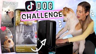 TIK TOK DOG CHALLENGE Videos testen  funktioniert das auch mit meinem Hund?!  Cali Kessy