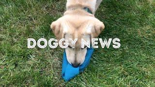 Doggy News: Wesley the Pup meets Sam the Sock...